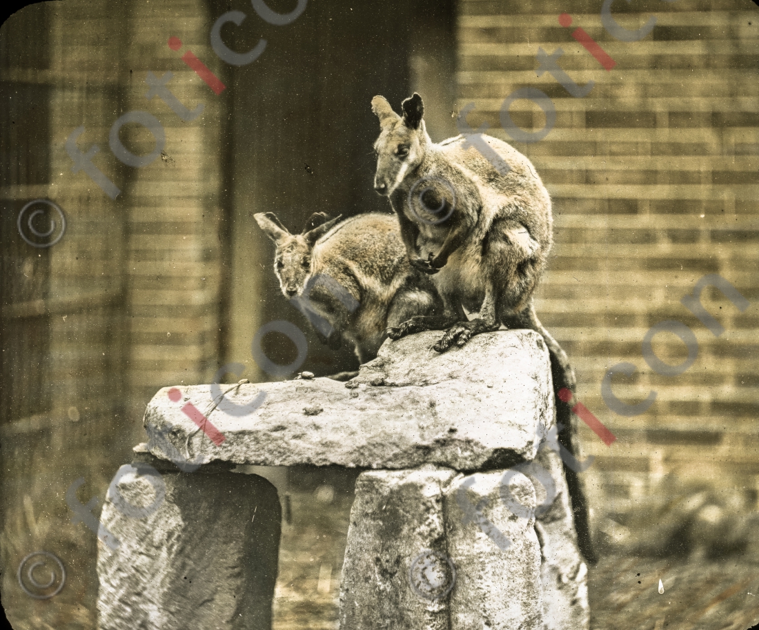 Känguruhs | Kangaroos - Foto foticon-simon-167-070.jpg | foticon.de - Bilddatenbank für Motive aus Geschichte und Kultur